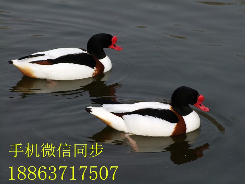 蕲春县观赏鸭的种类观赏鸭价格送货上门