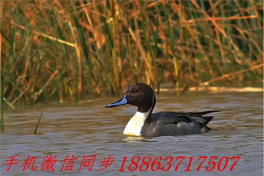 蕲春县观赏鸭的种类观赏鸭价格送货上门